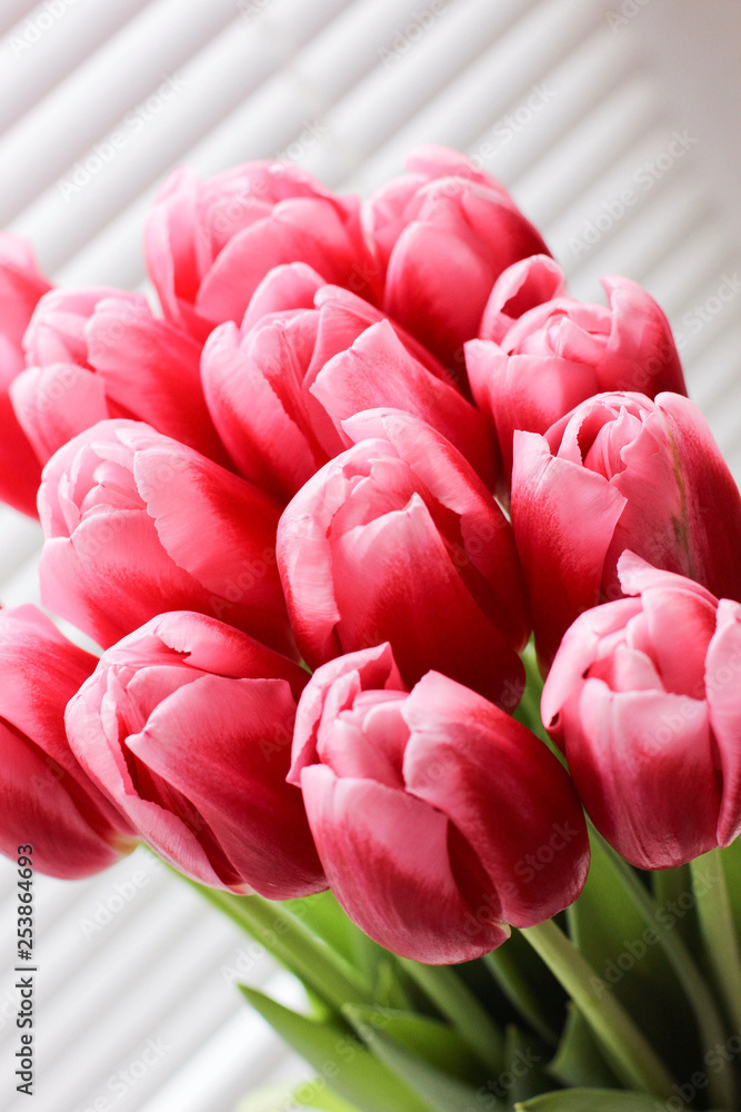 Bouquet of pink fresh tulips. Greeting card. Modern photo.