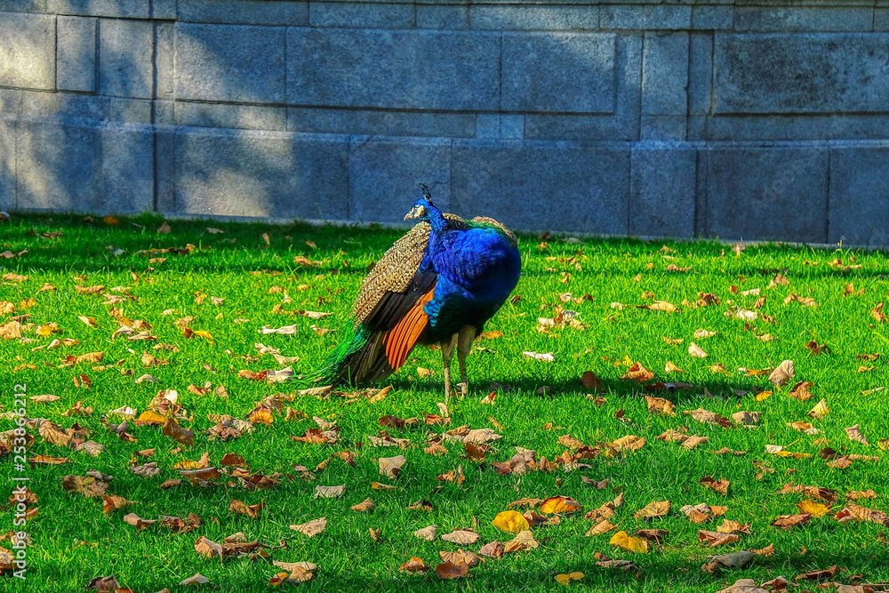 Peacock in the Garden Crystal Palace (Palacio de cristal), Porto, Portugal