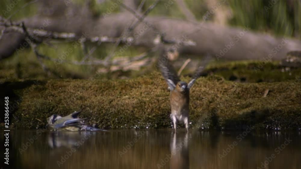 Chaffinch and Blue Tit at waterhole Chaffinch and Blue Tit at waterhole