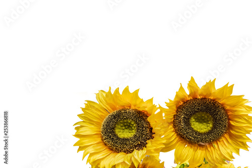 Two big bright yellow sunflowers against a white background - room for copy