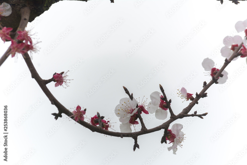 Naklejka Kwiaty drzewa migdałowego w pochmurny dzień
