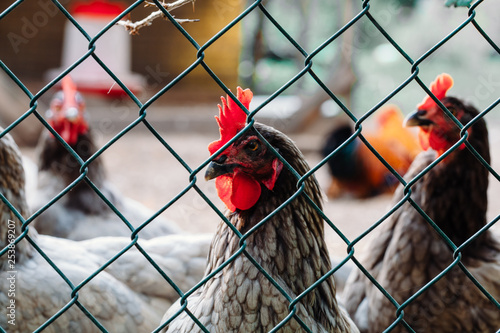 chicken on farm