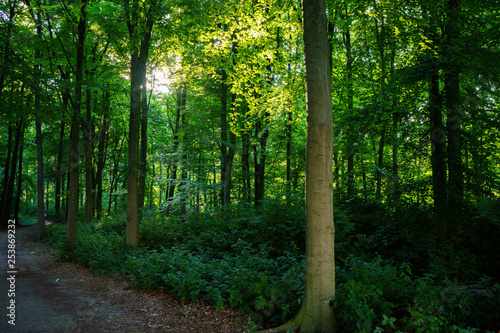 Sunlight through densely packed trees in Haagse Bos  forest in The Hague