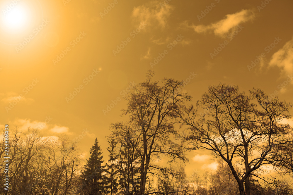 Beautiful evening sunset over the dark trees in the forest. Night landscape.