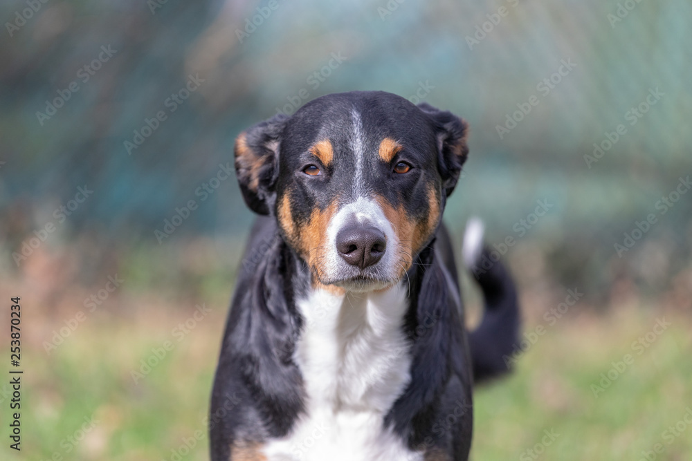 Appenzeller Sennenhund. The dog is standing in the park on the Spring. Portrait of a Appenzeller Mountain Dog Appenzeller Sennenhund. The dog is standing in the park on the Spring. Portrait of a Appenzeller Mountain Dog