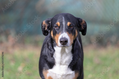 Appenzeller Sennenhund. The dog is standing in the park on the Spring. Portrait of a Appenzeller Mountain Dog