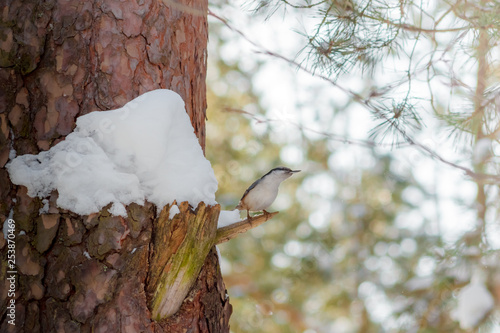 фотографія hungry wild bird nuthatch on a tree in spring forest