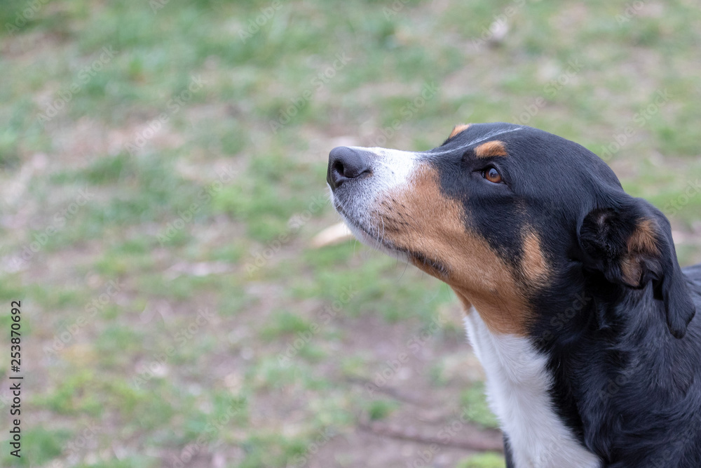 dog face portrait, Appenzeller Sennenhund - Mountaindog dog face portrait, Appenzeller Sennenhund - Mountaindog