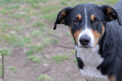dog face portrait, Appenzeller Sennenhund - Mountaindog