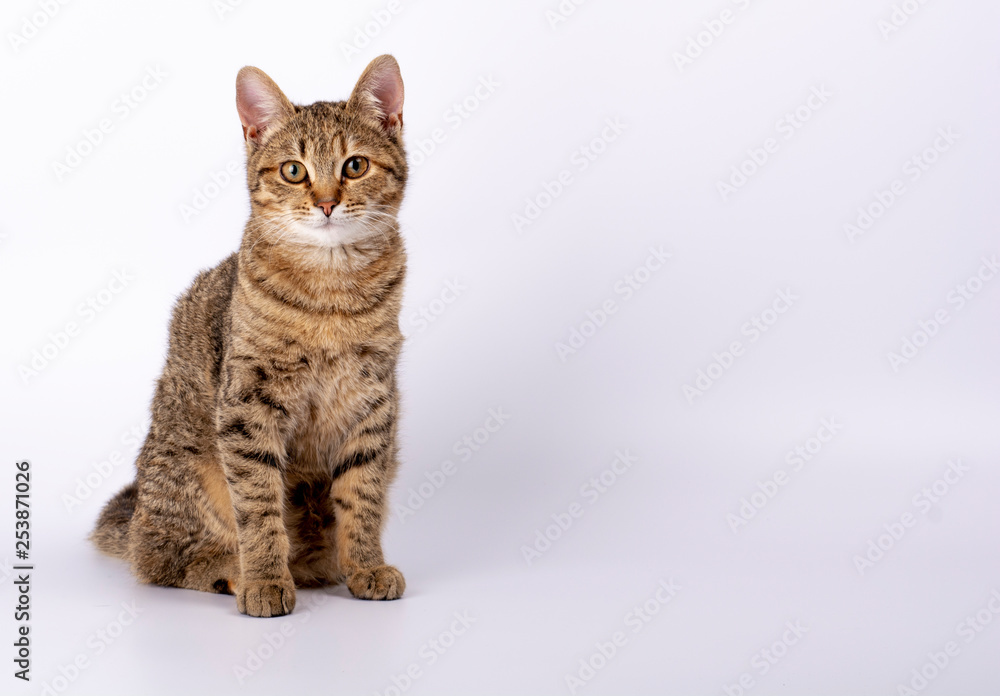 the kitten is sitting on a white background