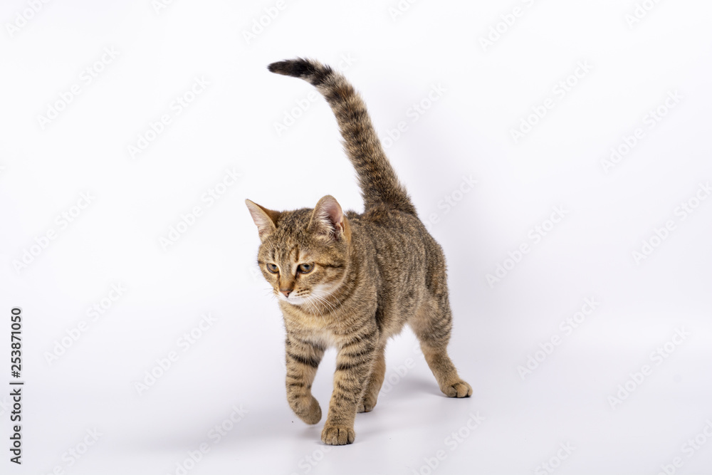 Fototapeta premium beautiful kitten on a white background, walking, running