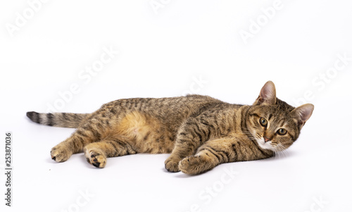beautiful kitten lies on a white background