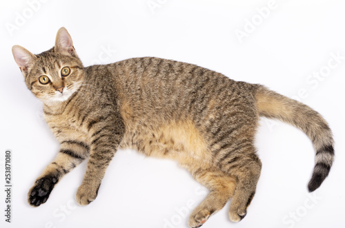 beautiful kitten lies on a white background