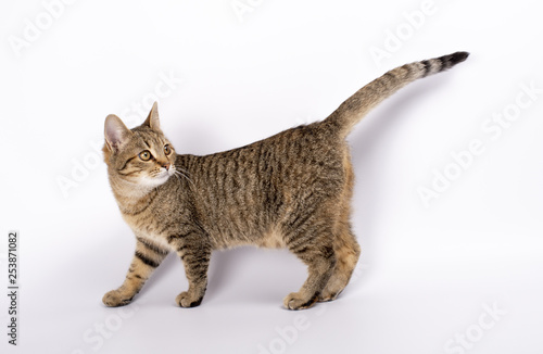 beautiful kitten on a white background  walking  running