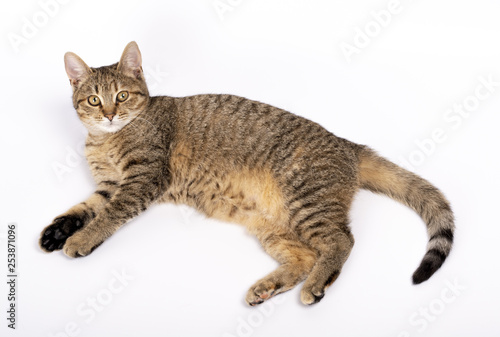 beautiful kitten lies on a white background