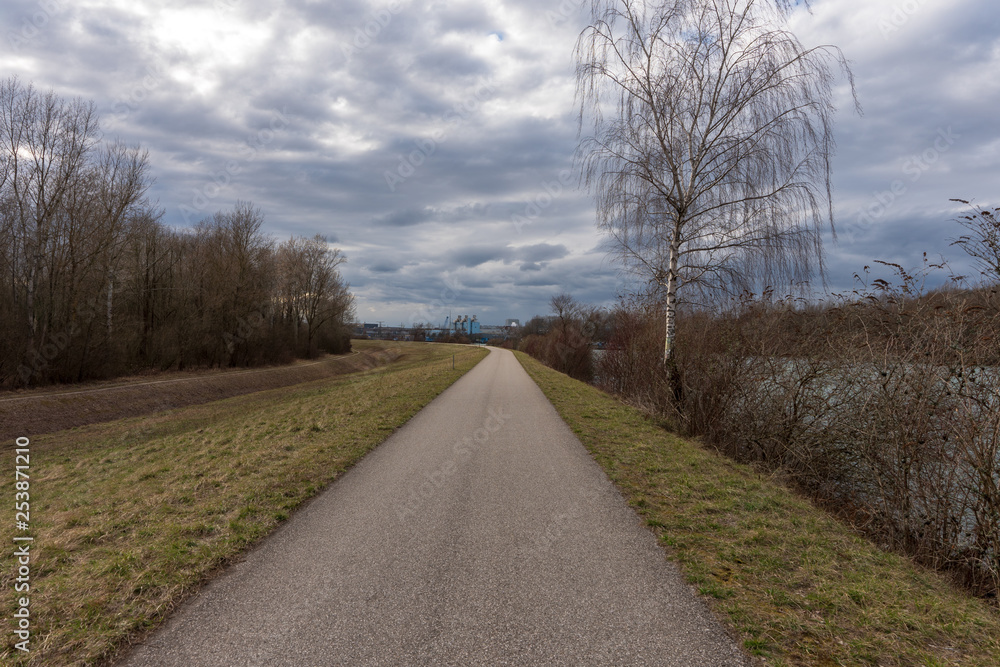 Radweg mit Birke Radweg mit Birke