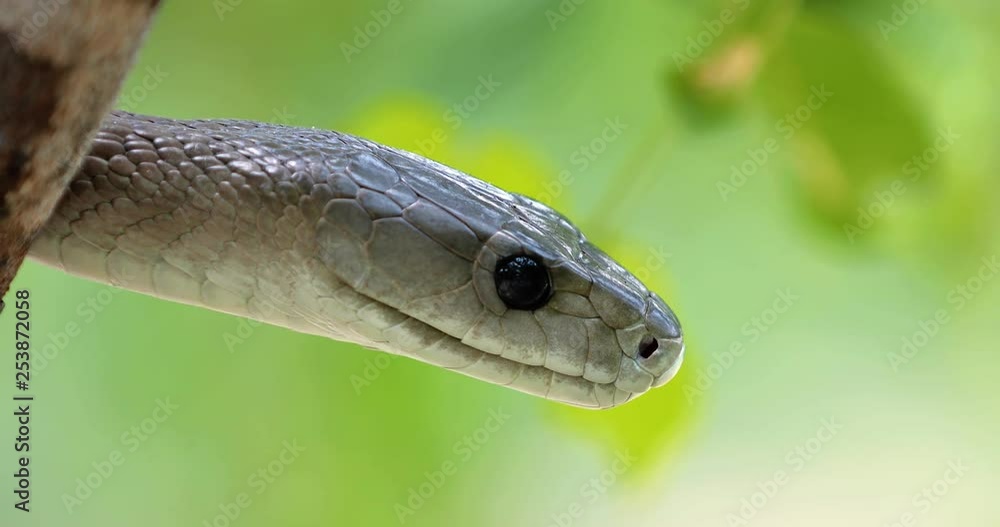 black snake mamba in a tree, South Africa black snake mamba in a tree, South Africa