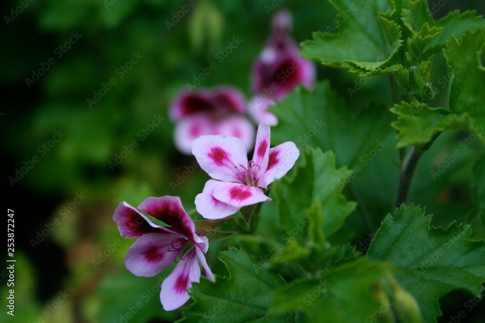 pink flower in garden pink flower in garden
