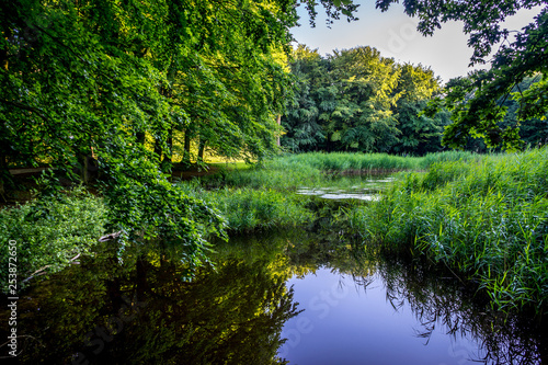 Water pond in Haagse Bos  forest in The Hague