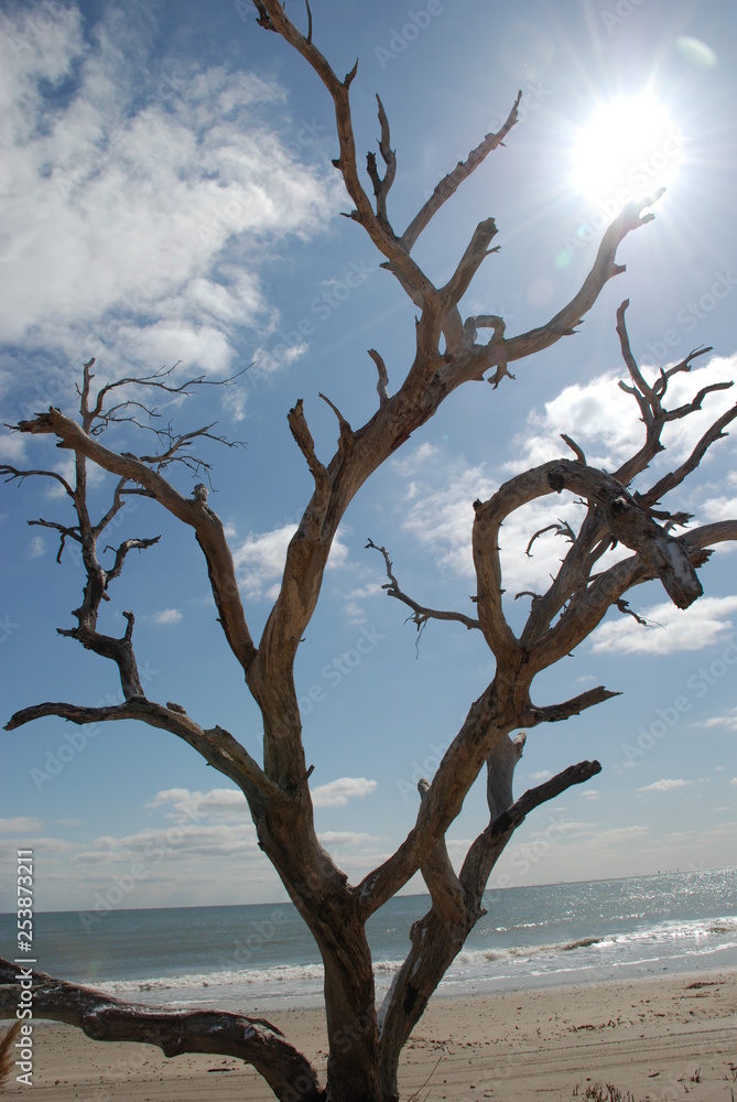 dead tree on the shore of the sea dead tree on the shore of the sea