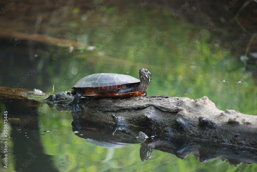 Obraz premium Turtle on Log