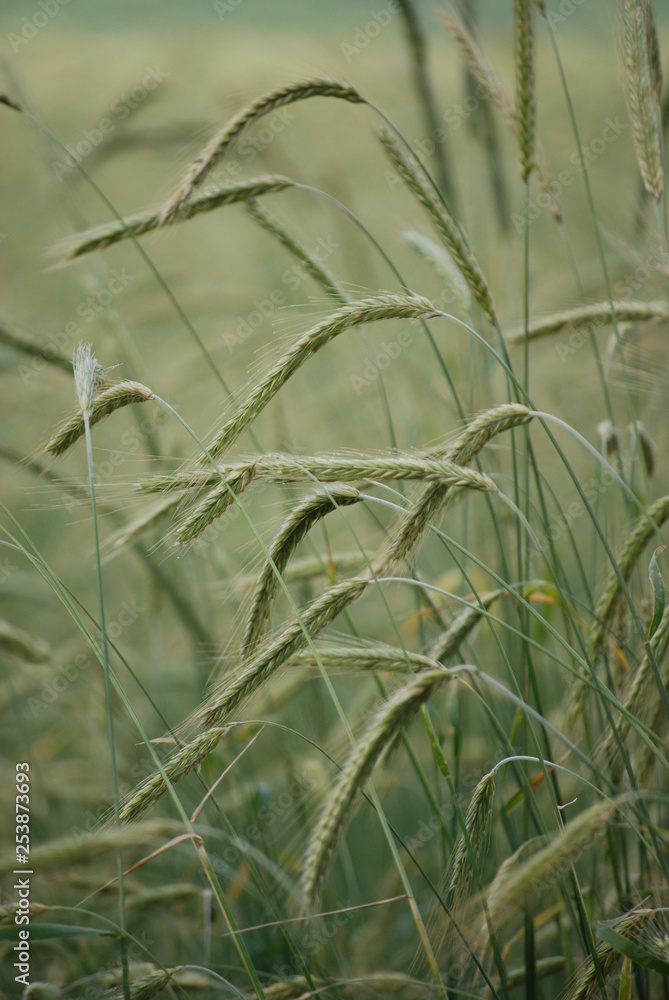 Obraz premium Grain Close-up