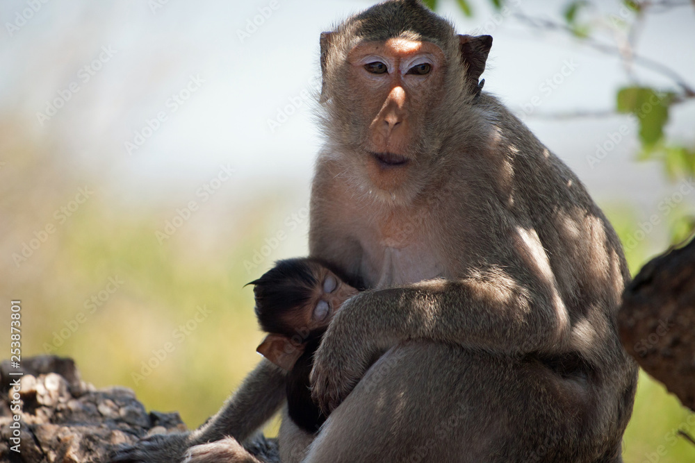 Fototapeta premium 可愛いサル