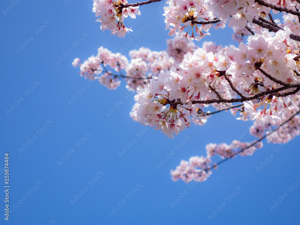 桜