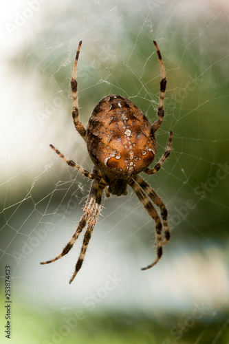 Insects Bugs Arachnida Aracnid Cross Spider Araneus diadematus © Ray Akey