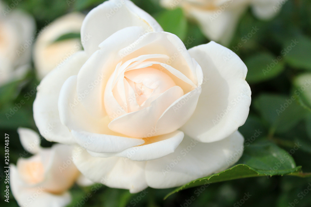 バラ ブランピエールドロンサール Stock Photo Adobe Stock