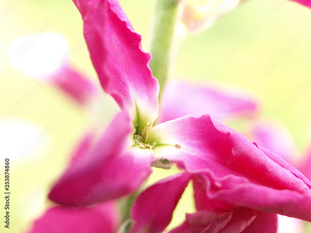 Fototapeta premium OLYMPUS DIGITAL CAMERA