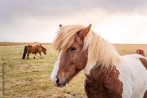 Brown and White Iceland Horse in a Field on a Cloudy Fall Day