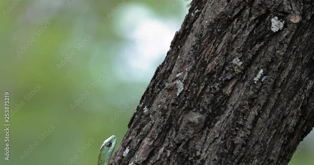 Boomslang snake in a tree, South Africa Boomslang snake in a tree, South Africa