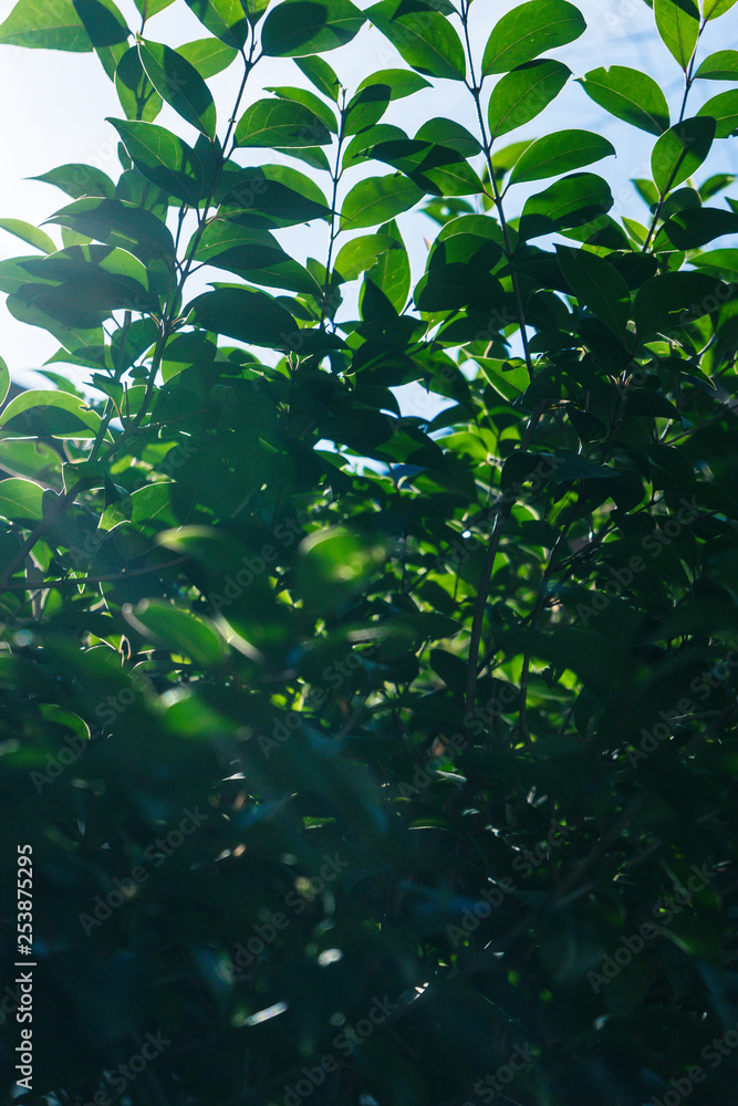 Fototapeta premium Green Leaves Pattern with Sun Light