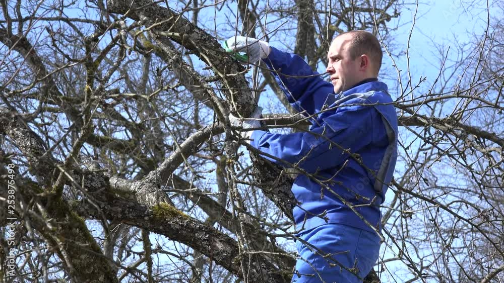 man cut prune apple tree branch in spring time in orchard. 4K