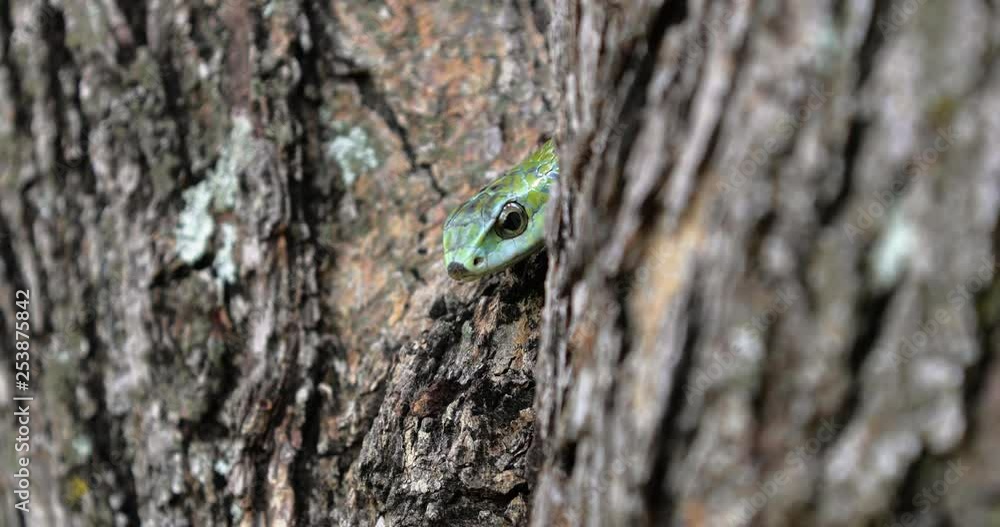 Boomslang snake in a tree, South Africa Boomslang snake in a tree, South Africa