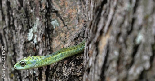 Boomslang snake in a tree, South Africa photo