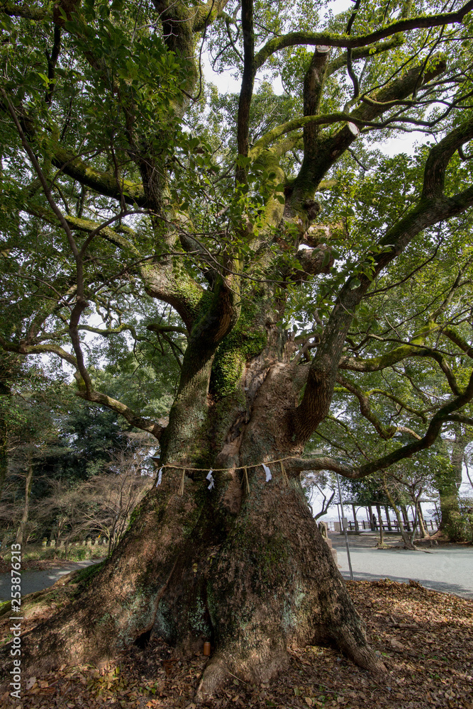 Fototapeta premium 大きな木