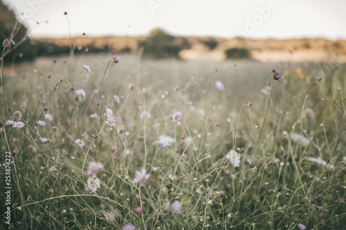 Wildblumen im Feld 
