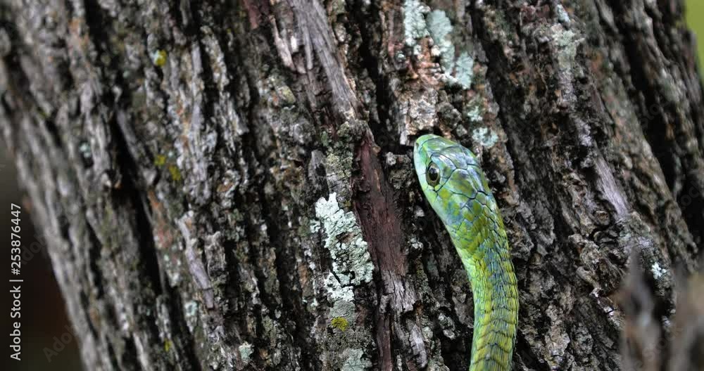 Boomslang snake in a tree, South Africa Boomslang snake in a tree, South Africa