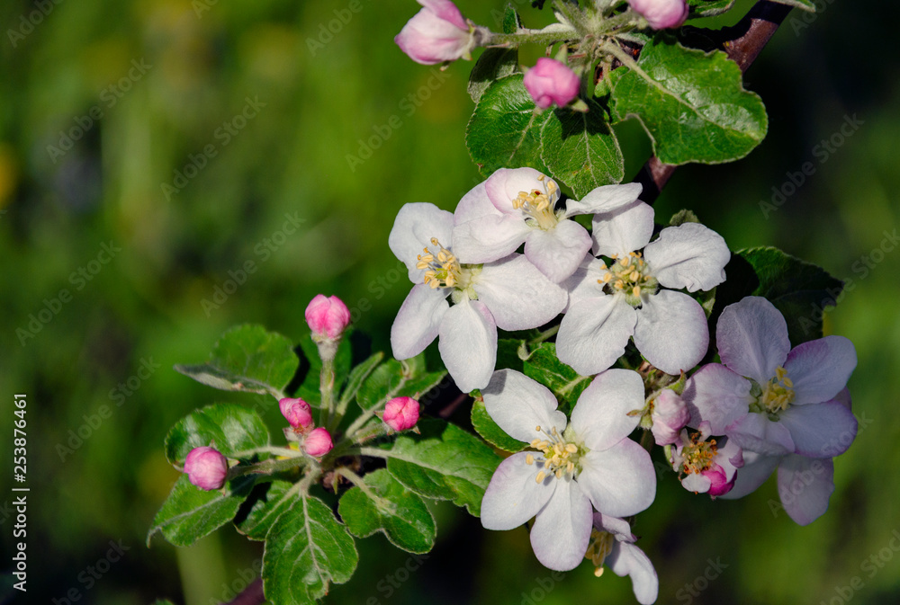 Blooming apple tree branch with white flowers Blooming apple tree branch with white flowers