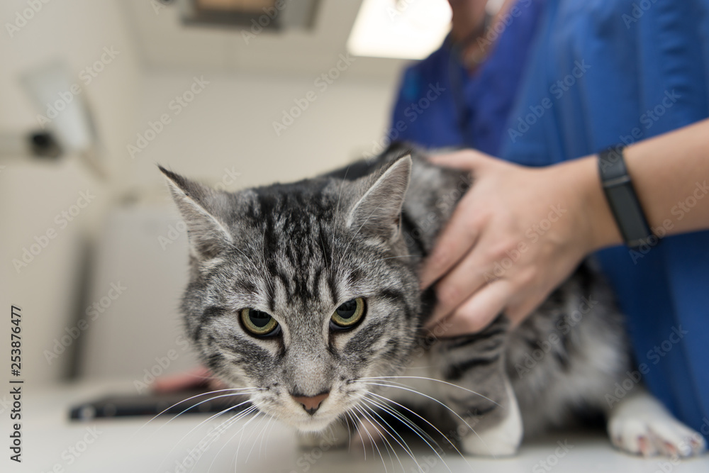 Cat in the veterinary practice. Vet is X-ray the animal