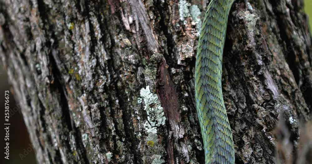 Boomslang snake in a tree, South Africa Boomslang snake in a tree, South Africa