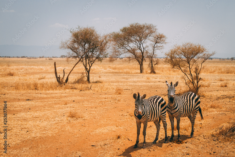 Obraz premium Zebras on plains of Africa