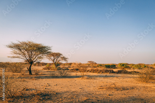 Desert trees in Africa