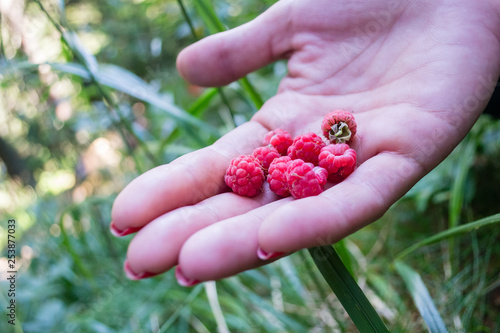 Freshly picked raw raspberries in a girl's hand, handing them out. Close up of pink berries picked right from a natural, wild bush, on a mountain trail. © k5hu