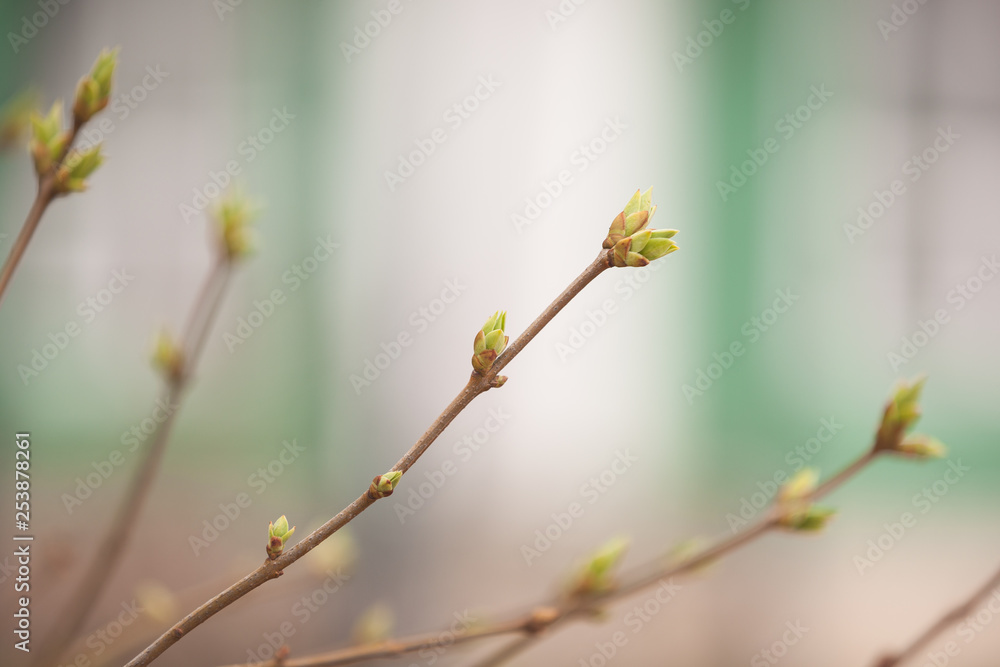 The buds of trees swell in anticipation of spring. The first heralds of the end of winter. Spring sun nourishes the tender leaves, buds and tree branches in the city park The buds of trees swell in anticipation of spring. The first heralds of the end of winter. Spring sun nourishes the tender leaves, buds and tree branches in the city park