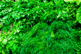 Ton of Organic Green Vegetables Background 