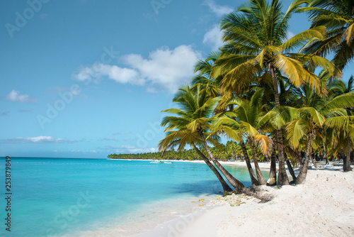 palm tree on the beach saona island