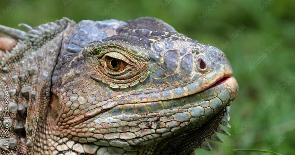 Iguana close-up in the grass, South Africa Iguana close-up in the grass, South Africa